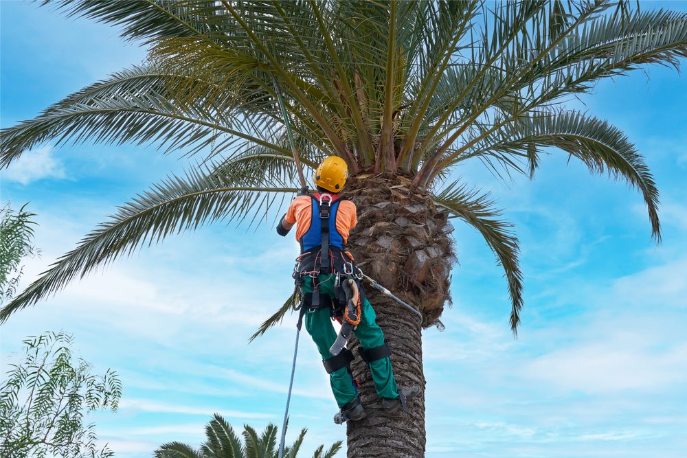Climber in safety harness trimming a palm tree